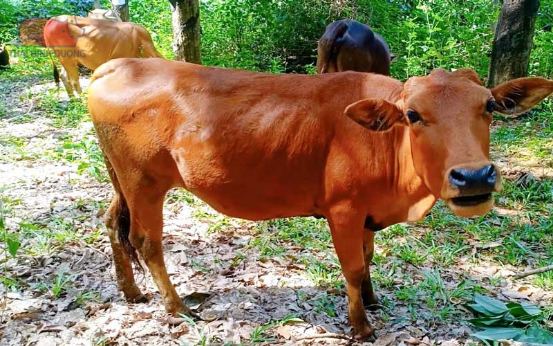 Đặc điểm của bò vàng Việt Nam