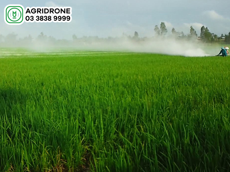 benh thoi than lua 02