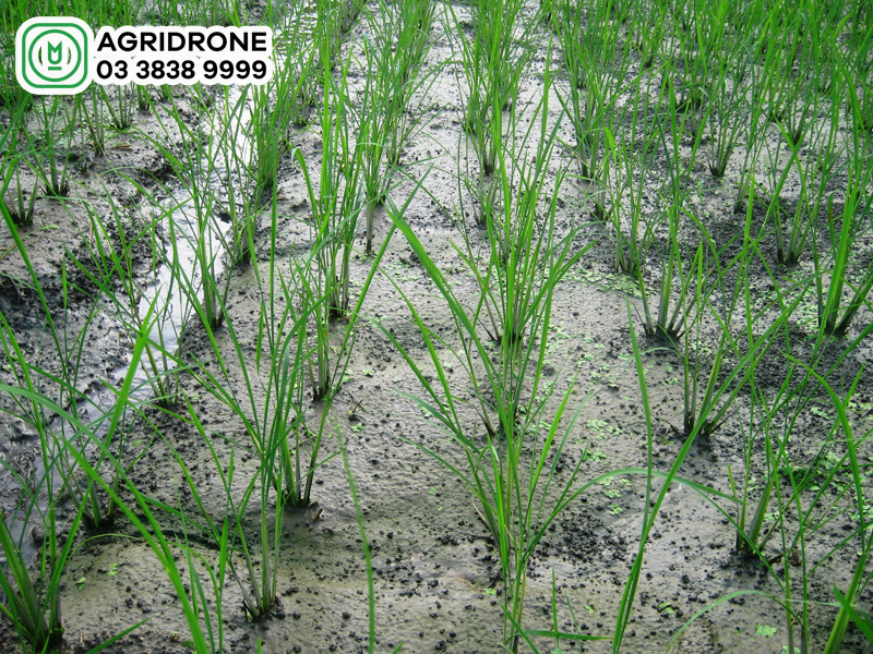 dac diem sinh thai phu hop voi cay lua gao 02