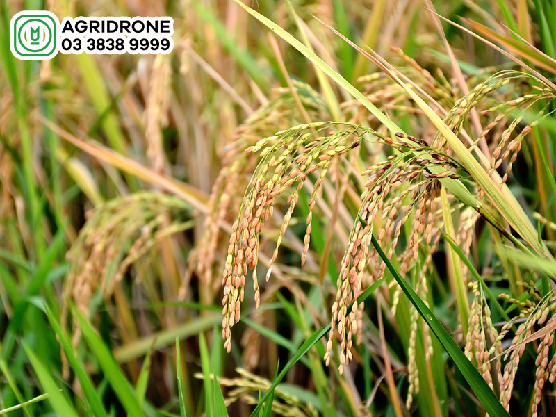 Cây lúa & đặc điểm sinh thái phù hợp tại Việt Nam