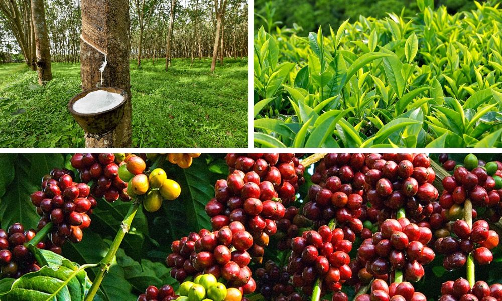 Đất feralit trồng cây gì? Danh Sách Cây Trồng Phù Hợp Nhất