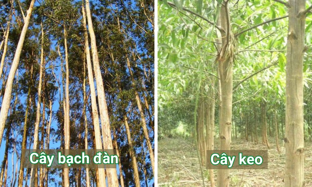 Đất feralit trồng cây gì? Danh Sách Cây Trồng Phù Hợp Nhất