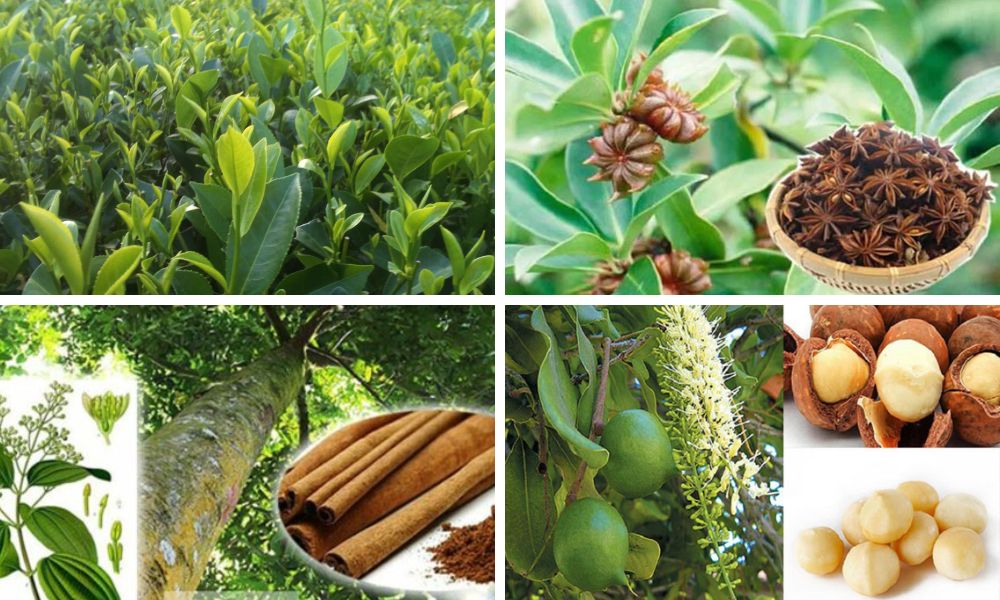 Đất feralit trồng cây gì? Danh Sách Cây Trồng Phù Hợp Nhất