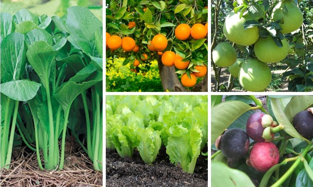 Đất phù sa trồng cây gì? Đặc điểm, phân loại và cách cải tạo hiệu quả