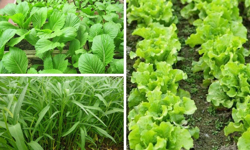 Đất phù sa trồng cây gì? Đặc điểm, phân loại và cách cải tạo hiệu quả