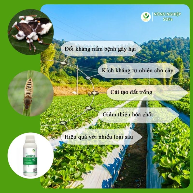 Chế phẩm nấm trừ sâu sinh học: Cách tiếp cận bền vững trong kiểm soát sâu bệnh nông nghiệp