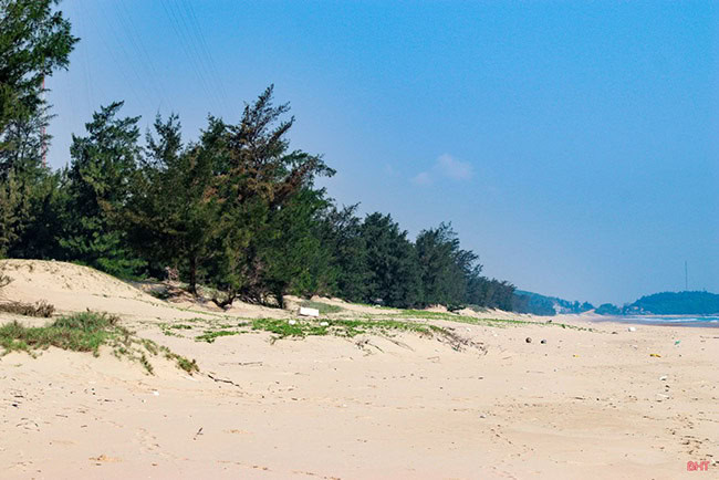 Rừng Phòng Hộ Đô Thị và Công Nghiệp: Vai Trò Thiết Yếu Trong Phát Triển Bền Vững