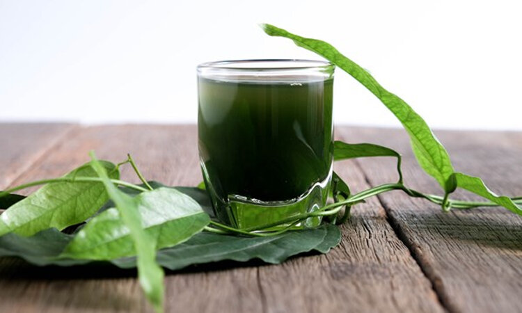 vì sao lá cây có màu xanh lục