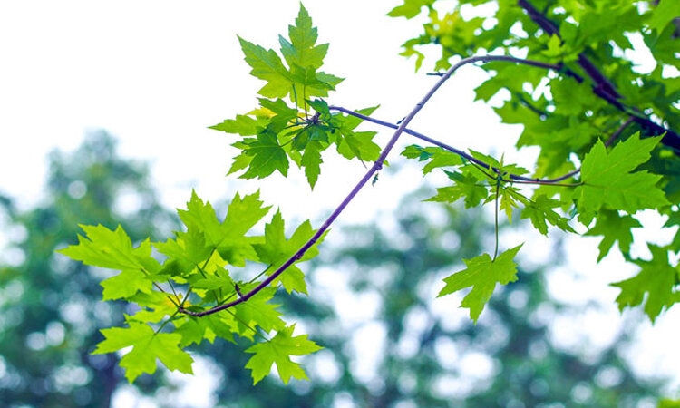 tại sao chất diệp lục có màu xanh