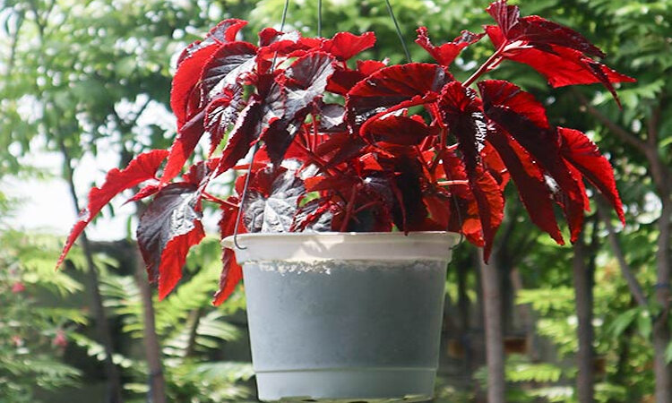 cây thu hải đường