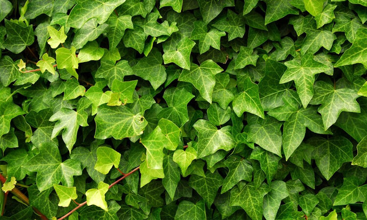 Chất Diệp Lục Là Gì? Vì Sao Lá Cây Có Màu Xanh Lục?