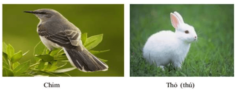 Thế nào là động vật hằng nhiệt, biến nhiệt? Cho ví dụ