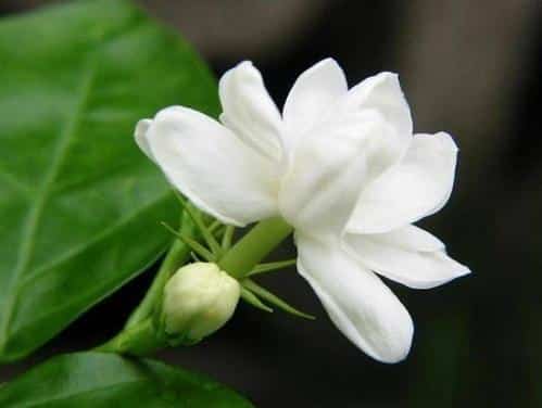 Hoa nhài: Không chỉ có mùi hương