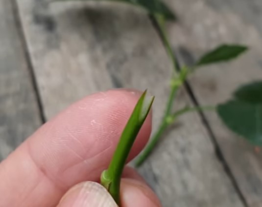 Kỹ thuật ghép cành và lợi ích của nó - Thiết kế thi công cảnh quan sân vườn | THẢO NGUYÊN XANH