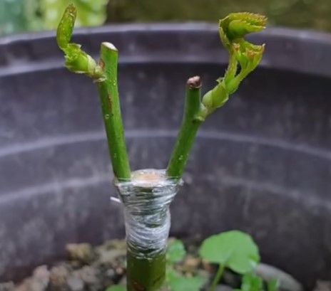 Kỹ thuật ghép cành và lợi ích của nó - Thiết kế thi công cảnh quan sân vườn | THẢO NGUYÊN XANH