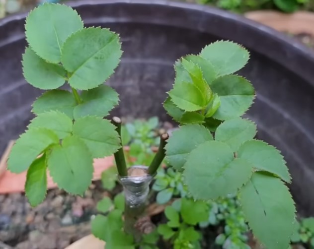 Kỹ thuật ghép cành và lợi ích của nó - Thiết kế thi công cảnh quan sân vườn | THẢO NGUYÊN XANH