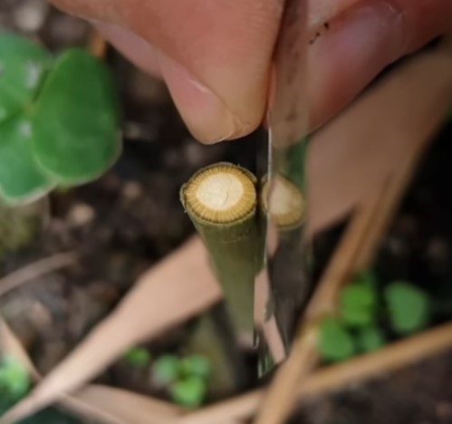 Kỹ thuật ghép cành và lợi ích của nó - Thiết kế thi công cảnh quan sân vườn | THẢO NGUYÊN XANH