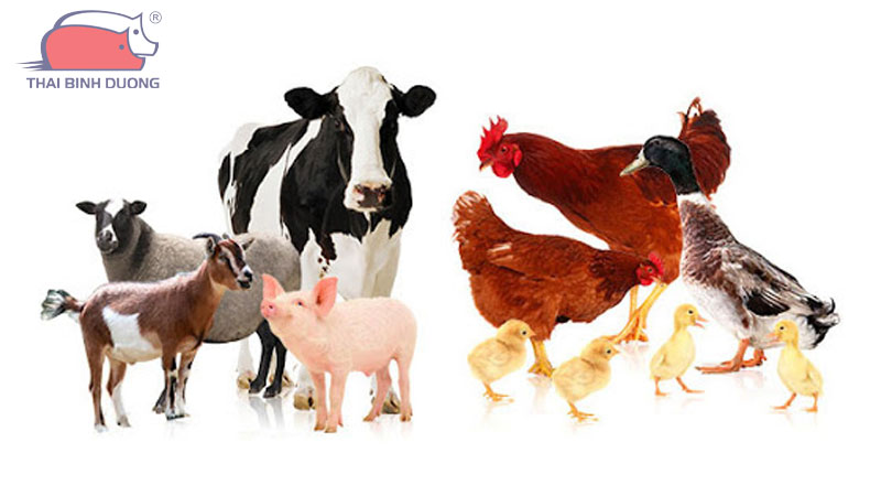 gia-suc-gom-nhung-con-gi-1