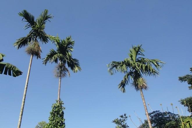 Không dám hay không giám từ nào đúng? Cách phân biệt giám & dám