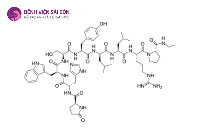 Hormone GnRH có tác dụng kích thích sản sinh estrogen và progesterone