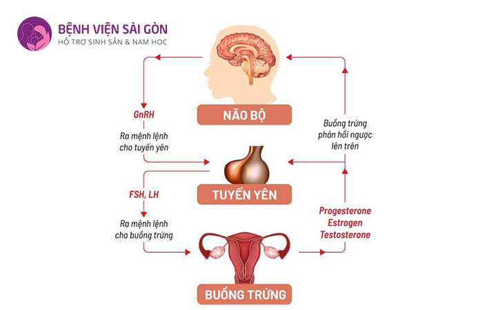 Hormone GnRH kích thích cho quá trình rụng trứng