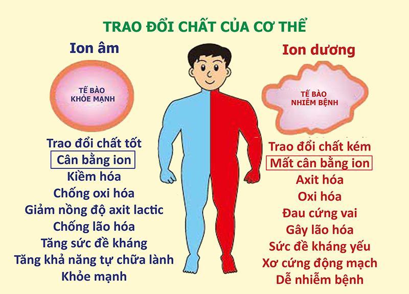 Tác dụng của anion và cation đối với sức khỏe con người