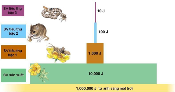 Ví dụ hiệu suất sinh thái của một hệ sinh thái
