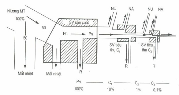 Dòng năng lượng trong hệ sinh thái và hiệu suất sinh thái