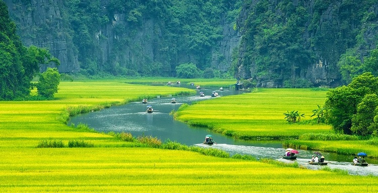 TỔNG HỢP 1001 ảnh cánh đồng - Bức tranh thần tiên ngây ngất