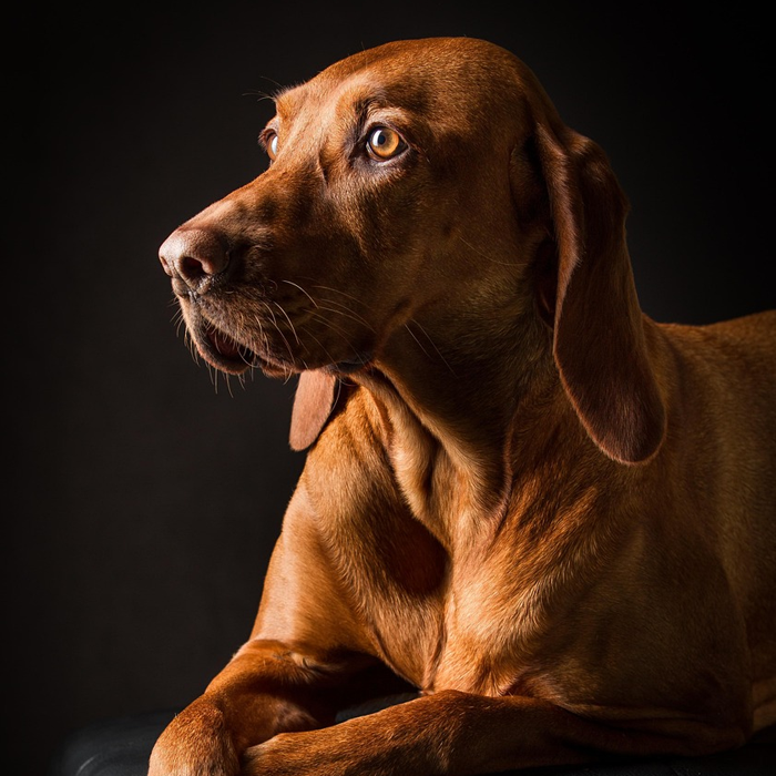 Hình ảnh chú chó canh nhà, dáng vẻ dũng mãnh và nghiêm nghị