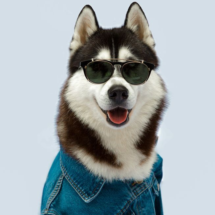 Hình ảnh chú chó cool ngầu