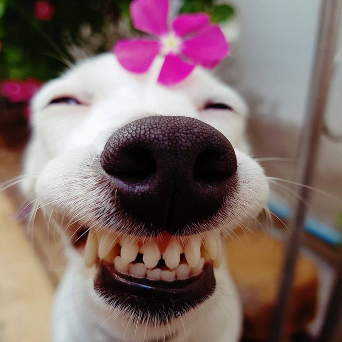 Ảnh con chó nhe răng