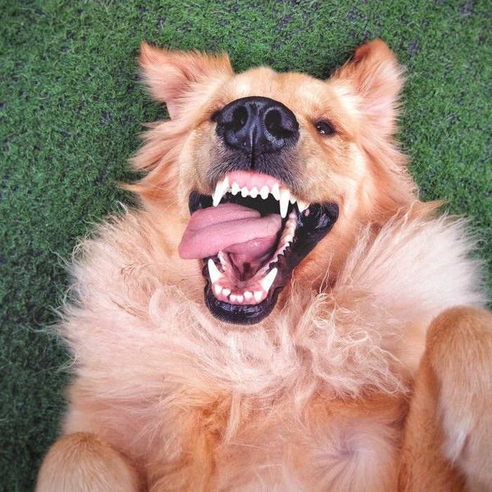 Ảnh chú chó đang chơi đùa vui vẻ ngoài sân vườn