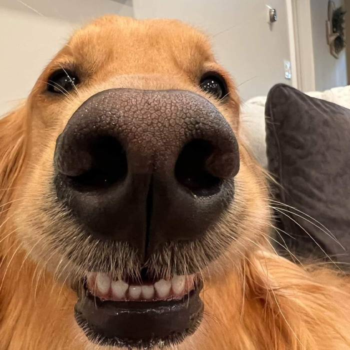 Hình ảnh chó đáng yêu, làm tan chảy trái tim người xem