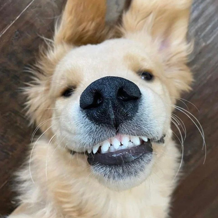 Ảnh chó với khoảnh khắc hài hước làm ai cũng bật cười