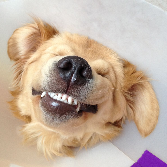 Ảnh chó với khoảnh khắc hài hước làm ai cũng bật cười