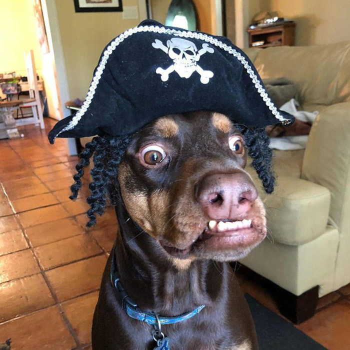 Ảnh chó với khoảnh khắc hài hước làm ai cũng bật cười