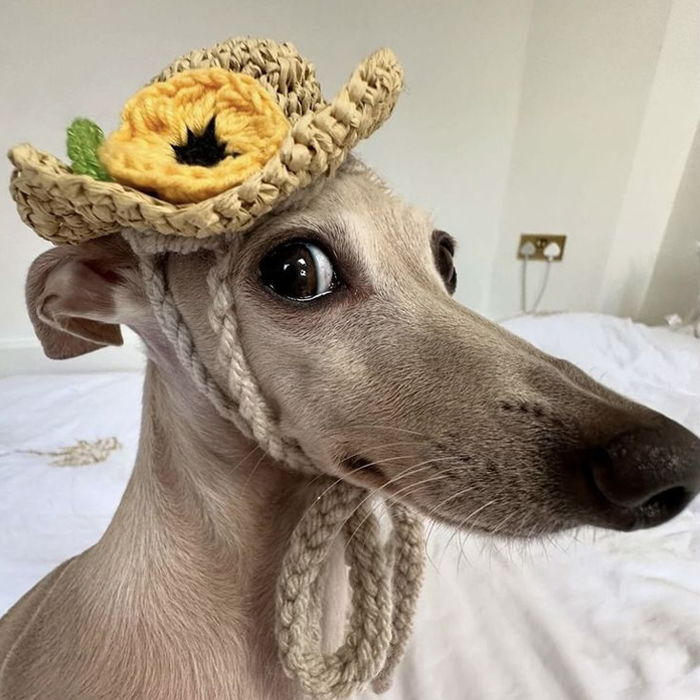 Ảnh chó với khoảnh khắc hài hước làm ai cũng bật cười