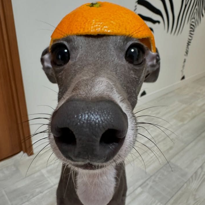 Ảnh chó với khoảnh khắc hài hước làm ai cũng bật cười