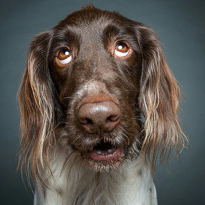 Ảnh chó với khoảnh khắc hài hước làm ai cũng bật cười