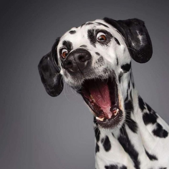 Ảnh chú chó ngộ nghĩnh