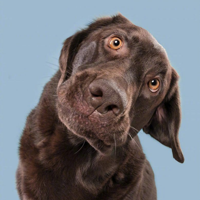 Ảnh chú chó ngộ nghĩnh