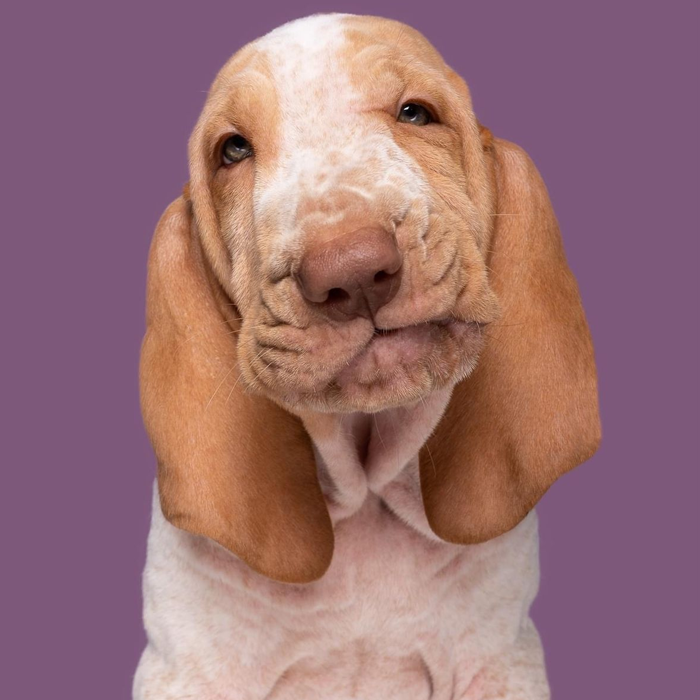 Ảnh chú chó ngộ nghĩnh