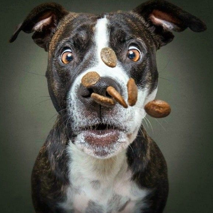 Ảnh chú chó hài hước