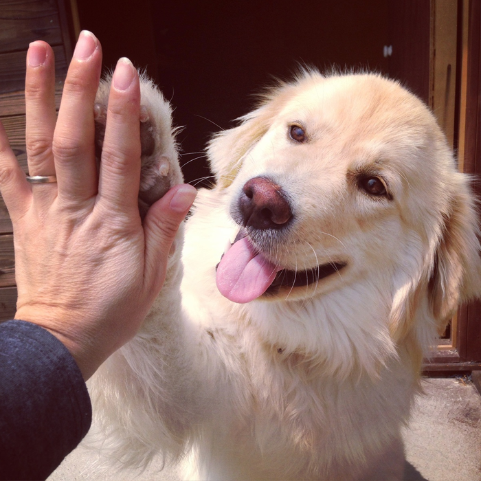 ảnh con chó giơ tay