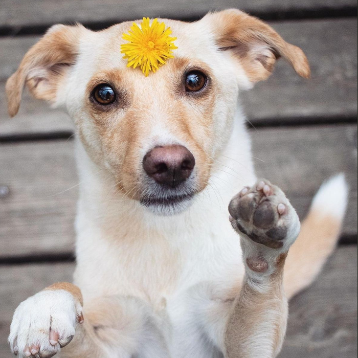 Ảnh con chó giơ tay