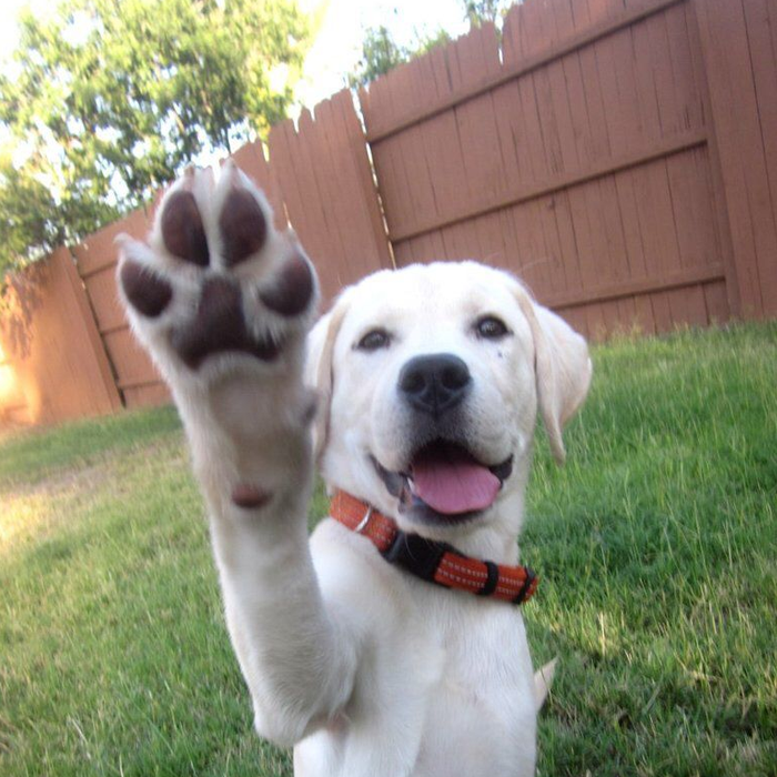 Ảnh con chó giơ tay