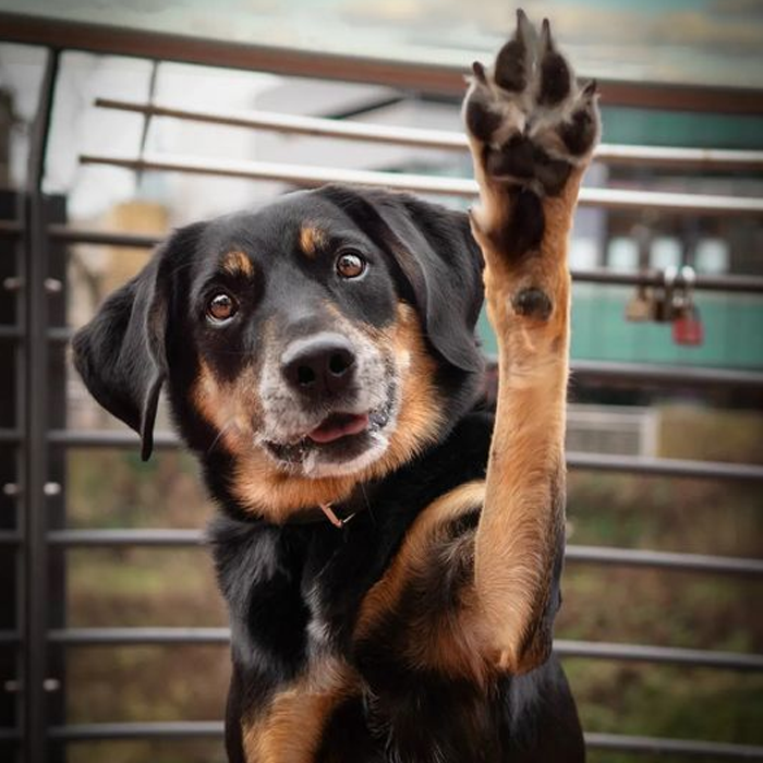 Ảnh con chó giơ tay