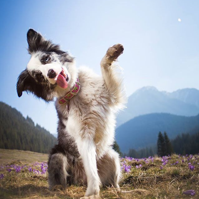 Ảnh con chó giơ tay