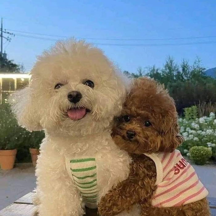 Hình ảnh chó cute với dáng vẻ tinh nghịch làm ai cũng mỉm cười